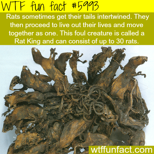 Rat King - WTF fun facts