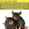 rats and empathy wtf fun facts