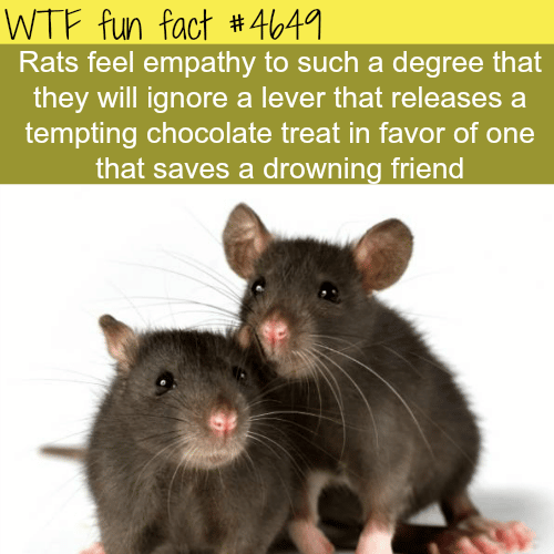 rats and empathy - WTF fun facts