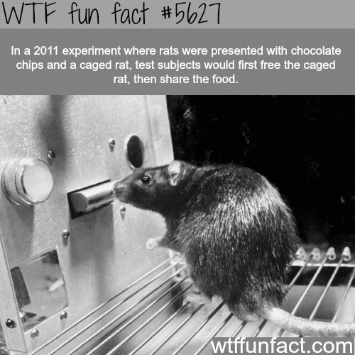 Rats are nicer than you - WTF fun fact