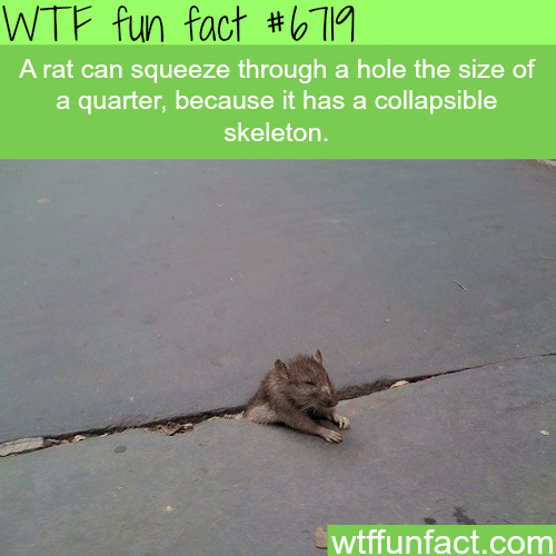 Rats can squeeze their body into a hole the size of a quarter - WTF fun fact