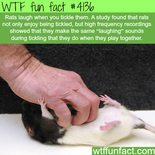 Rats laugh when you tickle them -  WTF fun facts