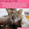 rats that detect landmines wtf fun facts