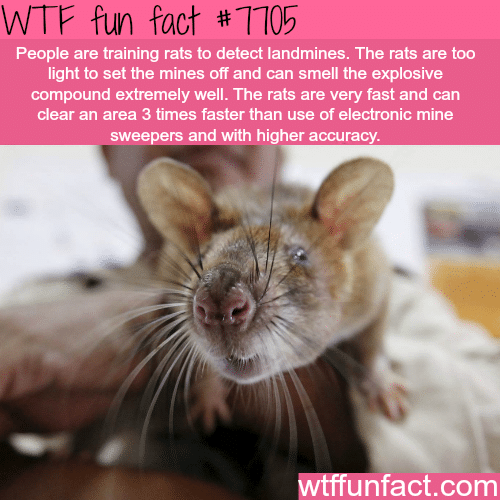 Rats that detect landmines - WTF fun facts