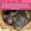 rats will help their distressed friends wtf fun