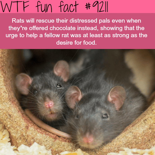 Rats will help their distressed friends - WTF Fun Fact