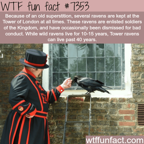 Ravens at the Tower of London - WTF fun facts