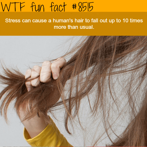 Reasons why your hair is falling - WTF fun facts