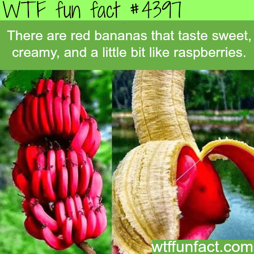 Red bananas that taste like raspberries -   WTF fun facts