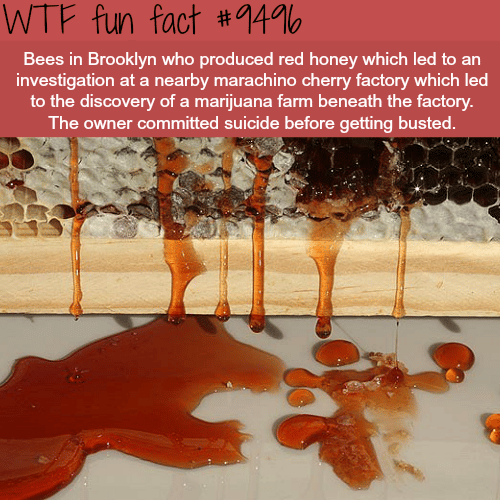 Red Honey - WTF Fun Fact