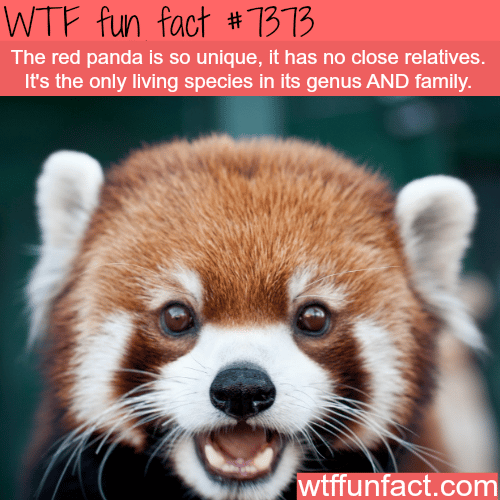 red-panda-wtf-fun-facts