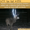 reflective paint is being sprayed on reindeers antlers