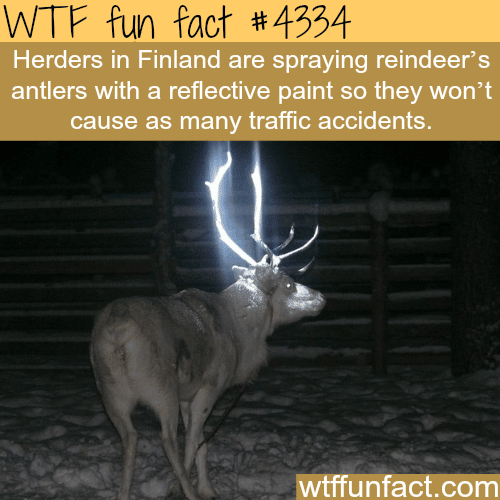 Reflective paint is being sprayed on reindeer’s antlers -  WTF fun facts