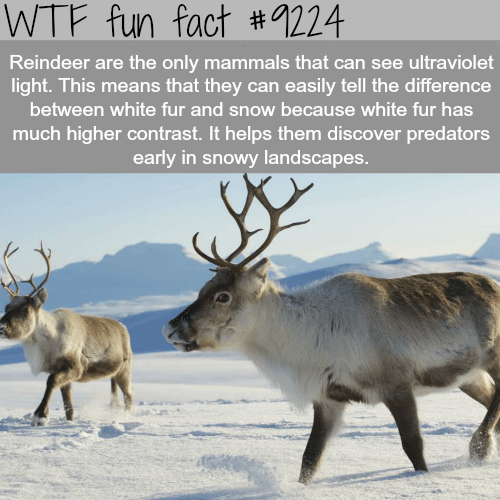 reindeer-wtf-fun-fact