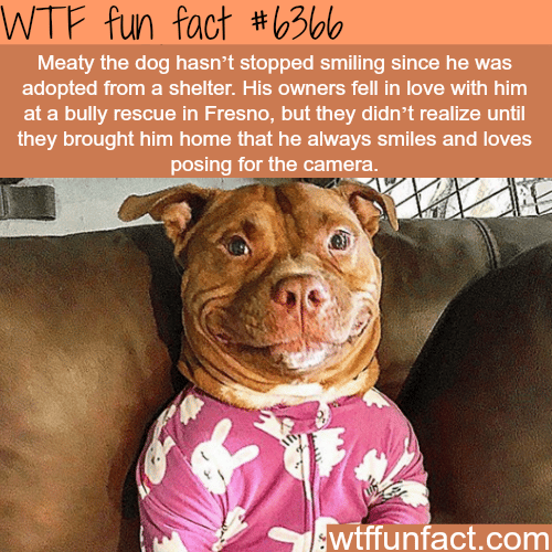 Rescue dog can’t stop smiling - WTF fun facts