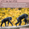 research has found that chimpanzees recognize the