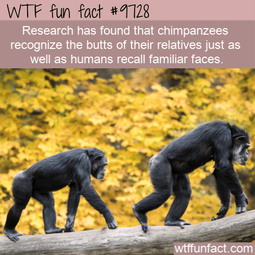 Research has found that chimpanzees recognize the butts of their relatives just as well as humans recall familiar faces.
