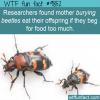 researchers found mother burying beetles eat their