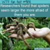 researchers found that spiders seem larger the