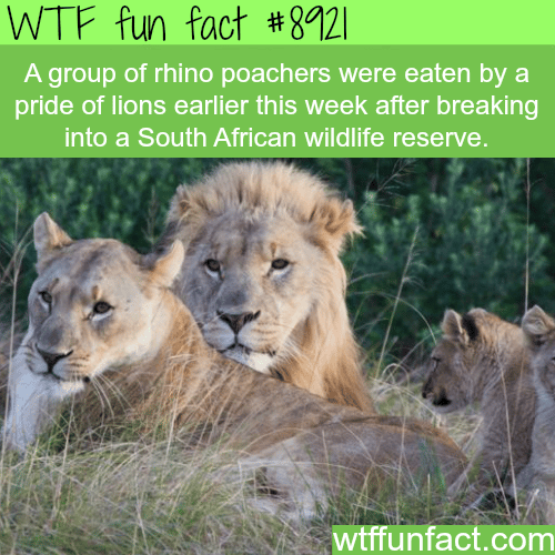 Rhino’s poachers - WTF fun facts