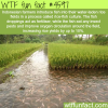 rice fish culture in indonesia wtf fun facts