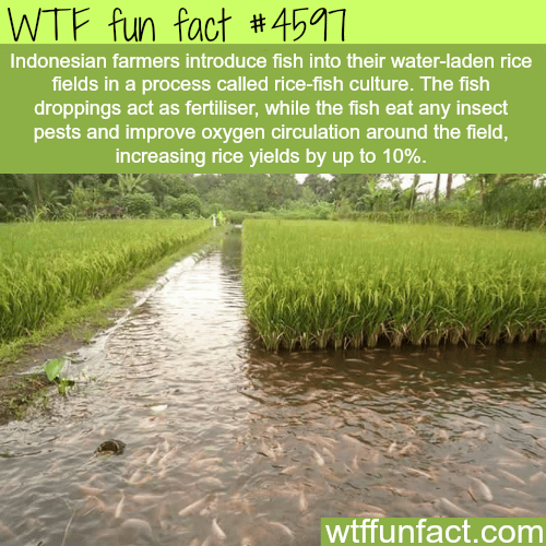 Rice-fish culture in Indonesia -   WTF fun facts