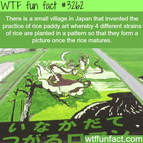 Rice paddy art -  WTF fun facts