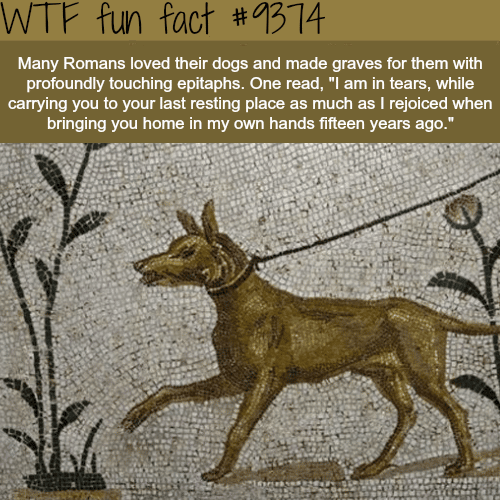Romans loved their dogs and made graves for them… - WTF fun facts