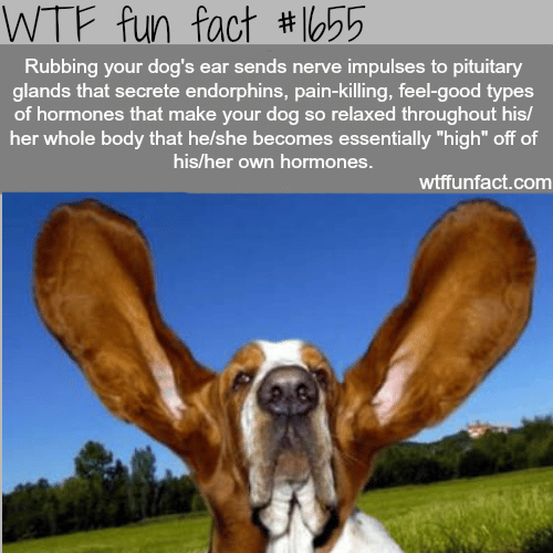 Rubbing dog’s ears - WTF fun facts
