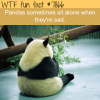 sad panda wtf fun fact