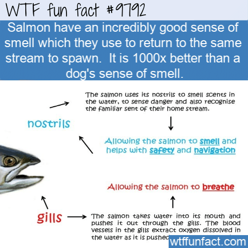 Salmon have an incredibly good sense of smell which they use to return to the same stream to spawn.  It is 1000x better than a dog’s sense of smell.