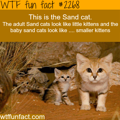 Sand Cat - WTF fun facts