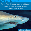 sand tiger shark facts