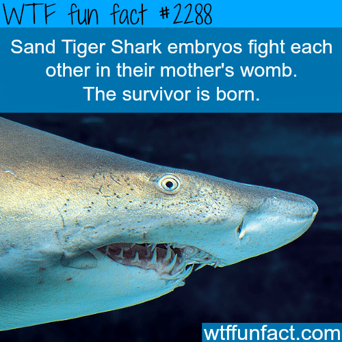 Sand Tiger Shark - WTF fun facts