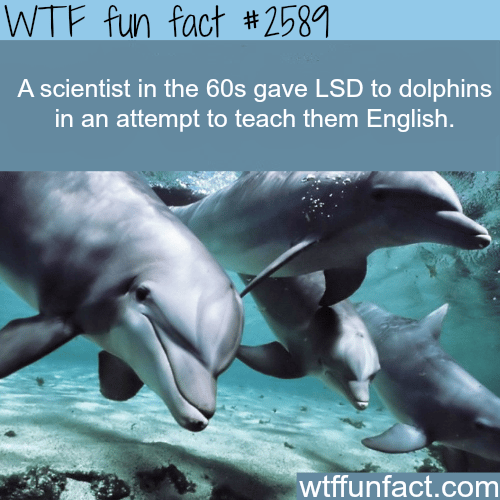 Scientist gave LSD to dolphins - WTF fun facts