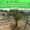 scientist grew an extinct tree from 2000 year old