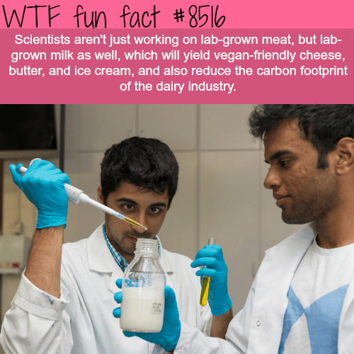 Scientists are working on lab-grown milk and meat - WTF fun facts