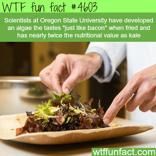Scientists create an algae that taste like bacon -   WTF fun facts