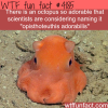 scientists might name this cute octopus adorabilis