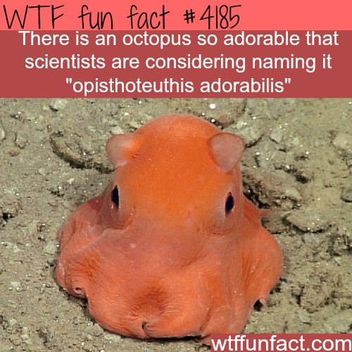 Scientists might name this cute octopus ‘adorabilis’ -  WTF fun facts