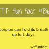 scorpion facts animals