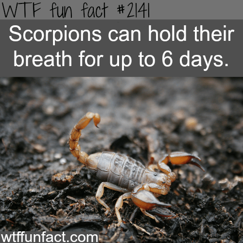 Scorpions holding their breath - WTF fun facts