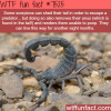 scorpions will shed their tail and lose their anus