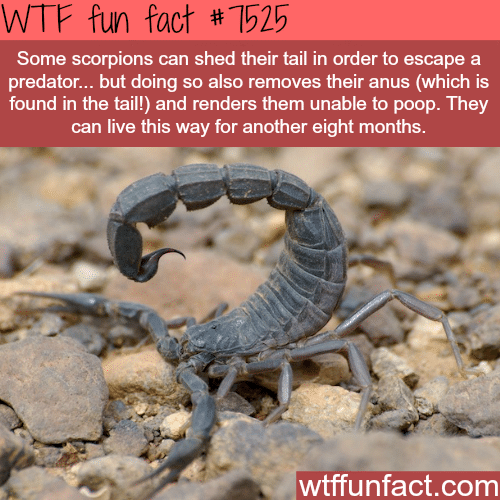 Scorpions will shed their tail and lose their anus - WTF fun fact
