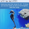 seahorses beat their dorsal fin 30 70 times per