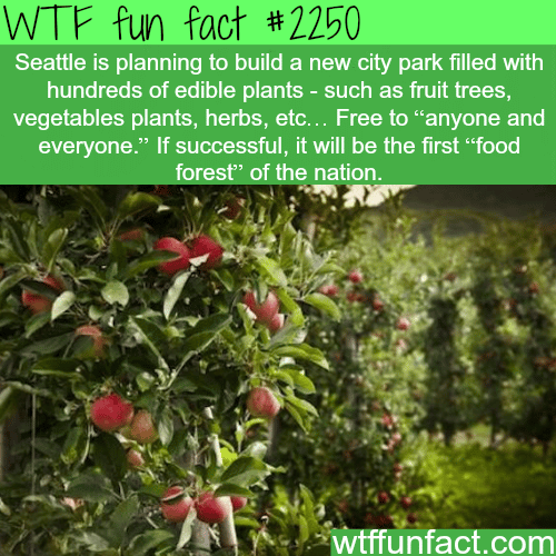 Seattle Fruit forest - WTF fun facts