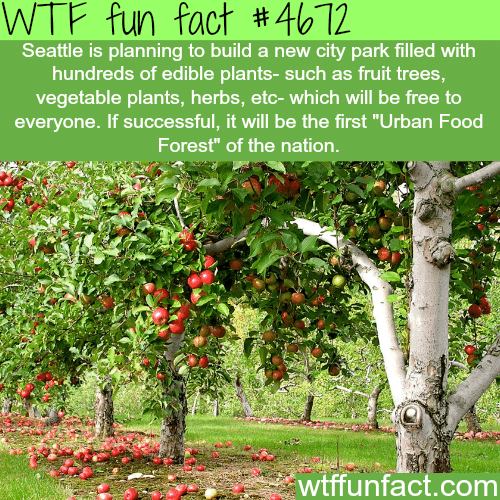 Seattle’s food forest - WTF fun facts