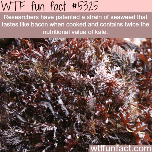 Seaweed that taste like bacon and is healthier than kale - WTF fun facts