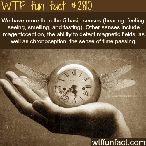Secret senses that humans have - WTF fun facts
