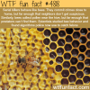 serial killers behave like bees wtf fun facts